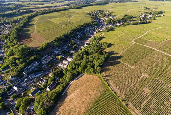 Damien Pinon : domaine viticole à Vernou-sur-Brenne en Indre-et-Loire (37)