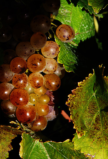 Damien Pinon : dégustation vins à Vernou-sur-Brenne en Indre-et-Loire (37)