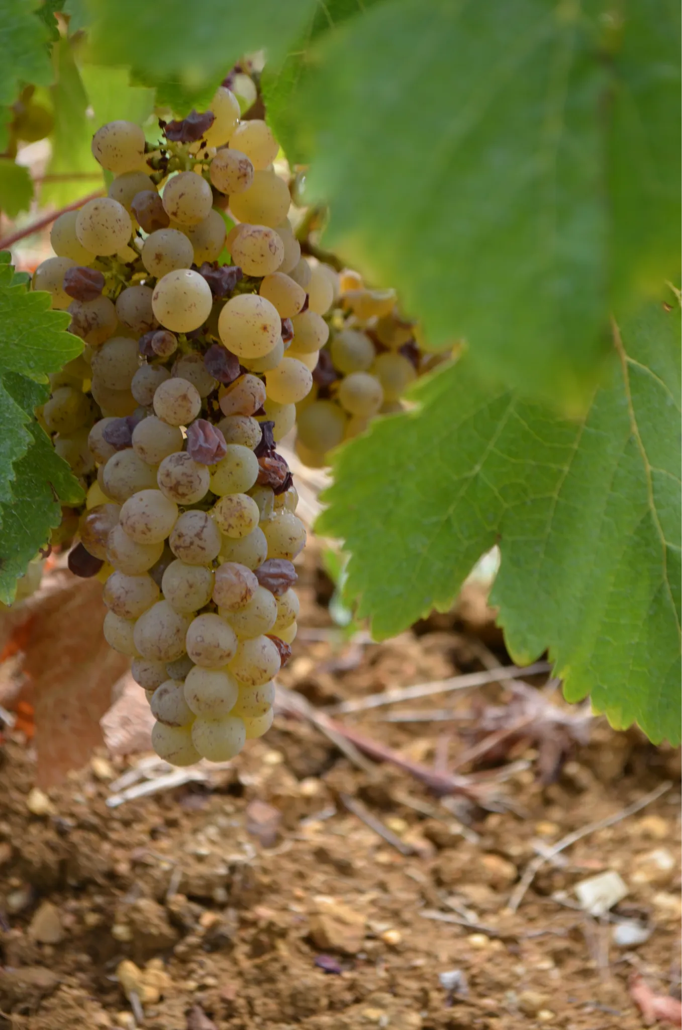 vigneron Vernou-sur-brenne, vigneron Vouvray, vigneron Indre-et-Loire (37)